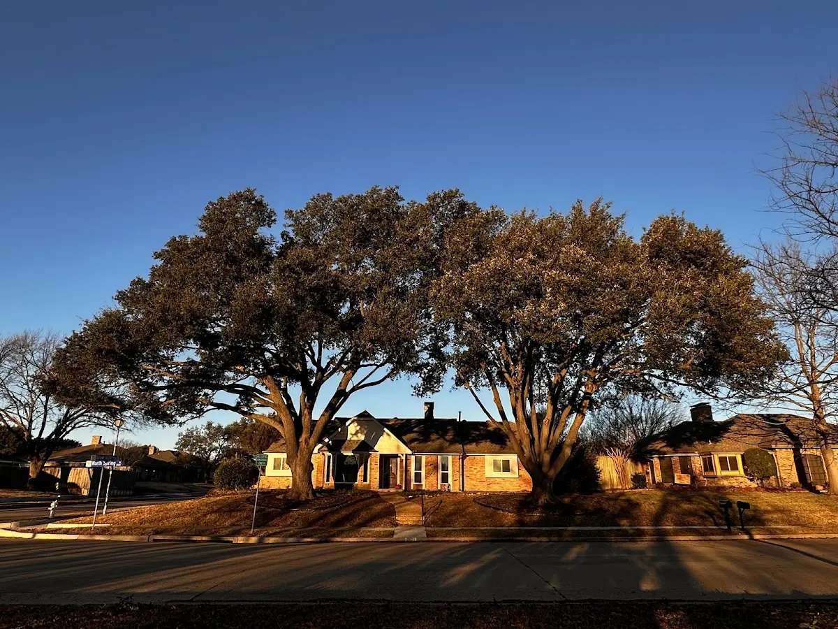 Established residential canopy tree shading a home in Wauneta